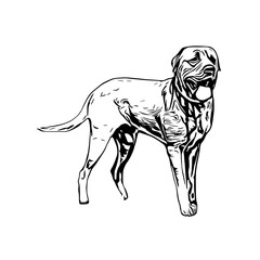 sketch of a dog with a transparent background