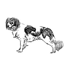 sketch of a dog with a transparent background