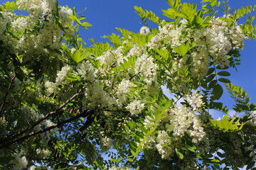 acacia, spring white acacia flower, white flowers and green leaves of acacia tree in spring against blue sky background