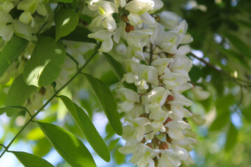 acacia, spring blossom of acacia tree, white acacia flowers and green fresh leaves close-up