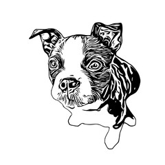 sketch of a dog with a transparent background