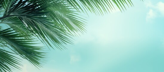 A trendy green and turquoise holiday background featuring palm leaves and branches with a textured copy space image against a mint colored sky evoking the summer and travel concept