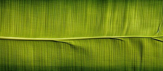 A dry banana leaf with a textured material ready for use as a copy space image with a clipping path