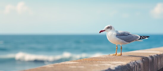 Seagull perched on concrete bridge rail near the sea with a blurred background in the copy space image 92 characters