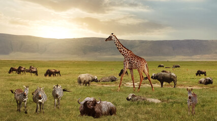 African buffalos, zebras and giraffe in the Ngorongoro Crater. Africa. Tanzania.