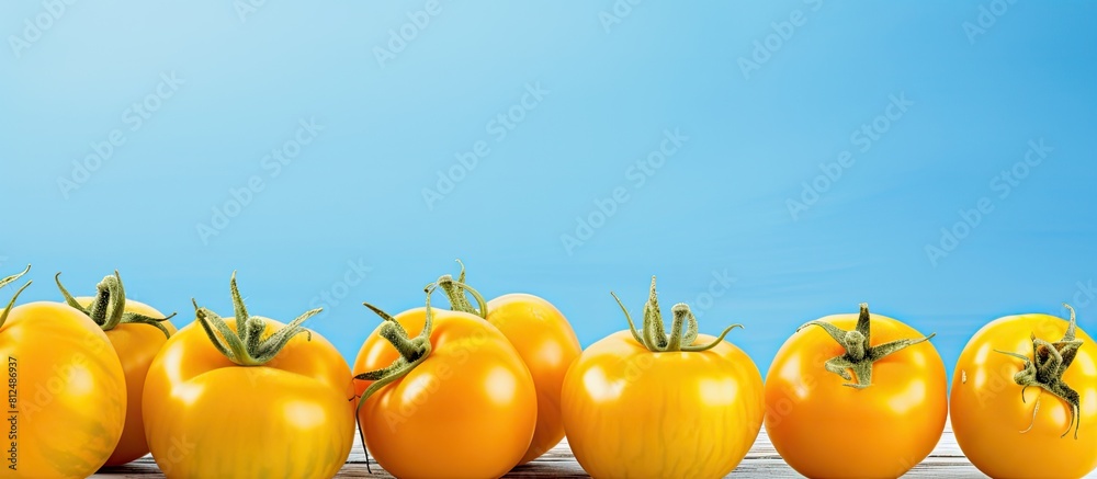 Poster close up of ripe yellow tomatoes on a light blue wooden table with copy space image available for te