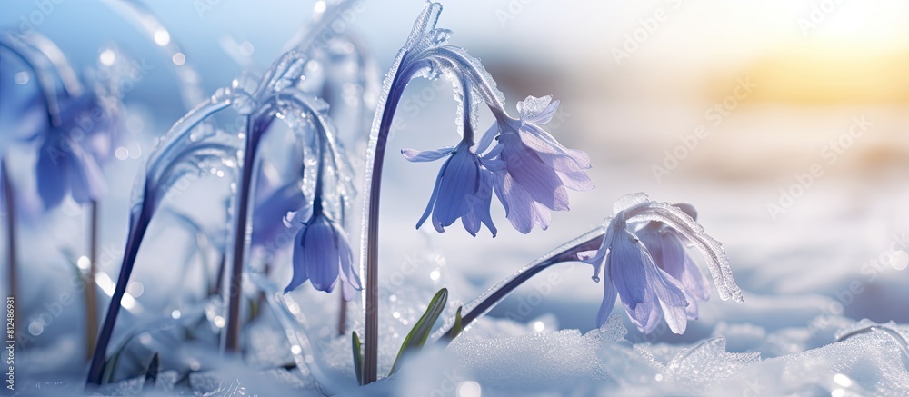 Leinwandbilder close up image of bluebells frozen in ice with plenty of empty space around them for copy. creative 