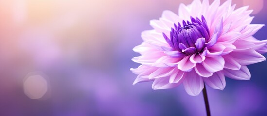 Obraz premium A close up image of a purple flower with a blurred background provides ample copy space for text or other elements