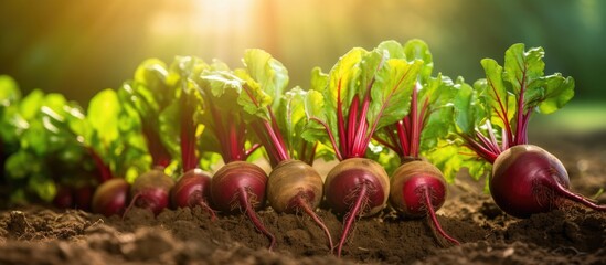 Close up copy space image of fresh organic beetroot harvested by a farmer in their garden