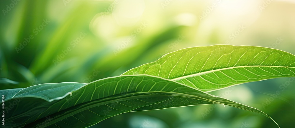 Aufkleber a close up image of a vibrant green leaf in a tropical nature setting the leaf s texture creates an 