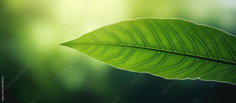 Aufkleber a close up image of a vibrant green leaf in a tropical nature setting the leaf s texture creates an 