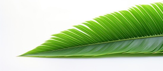 A close up image of a vibrant green leaf from a Coconut palm tree stands alone against a white background creating a copy space image