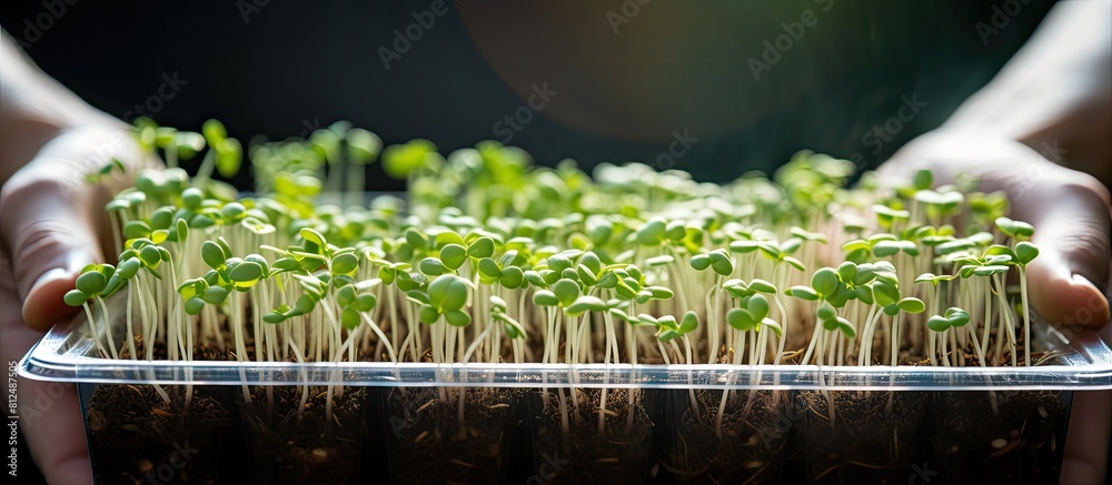 Poster Close up of seedlings in an eco friendly container showcasing new green sprouts with a copy space image held by a gardener