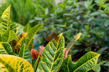 Red Dragonfly resting on a leaf shot by Sony ALPHA ILCE-6400 under natural light conditions