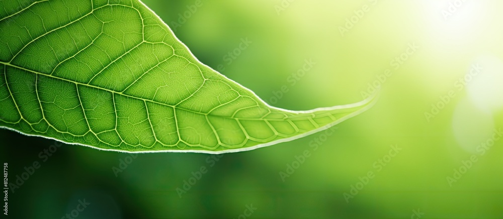Poster A close up view of a green leaf is placed against a blurred background creating a natural and fresh wallpaper concept with ample copy space