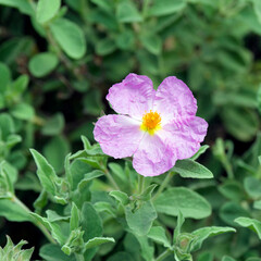 Grey-leaved cistus or Cistus albidus. Close-up of a flower with ruffled pink petals, whitish center...