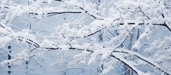 Obraz premium Snow covered tree branches with a close up view and ample copy space image