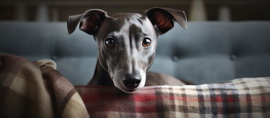 A cozy Italian Greyhound dog rests on a plaid covered sofa in a home providing a charming copy space image