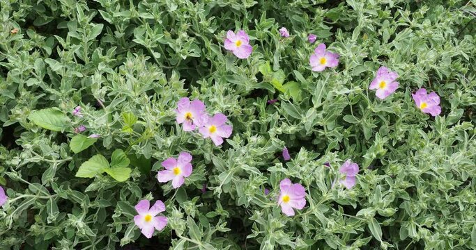 (Cistus albidus) Grey-leaved cistus producing abundant flowers with crumpled, paper appareance pink petals and yellow stamens above greyish-white leaves attracting bees