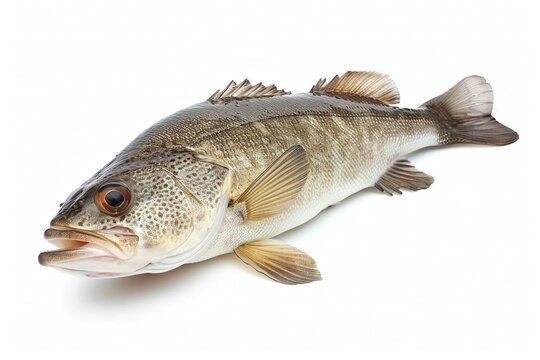 Mulloway, fish, isolated on white