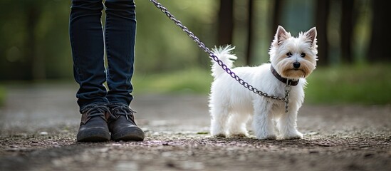 During a park walk the owner holds the chain of a white adult dog. Creative banner. Copyspace image
