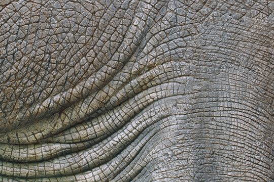 Dinosaur animal skin texture for background.
