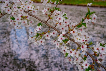 Pink Sakura or Cherry Blossom Tunnel and Moat of Hirosaki Castle in Aomori, Japan - 日本 青森 弘前城 外濠 桜のトンネル