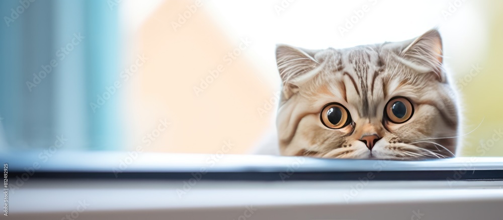 Poster The Scottish Fold cat peeks out of the window watching with curiosity and creating a perfect opportunity for a copy space image