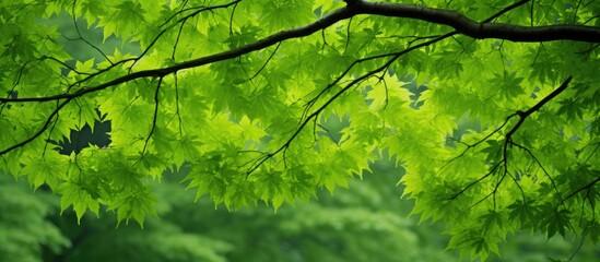Fototapeta premium The fresh green image of the Maples provides a picturesque view with plenty of copy space