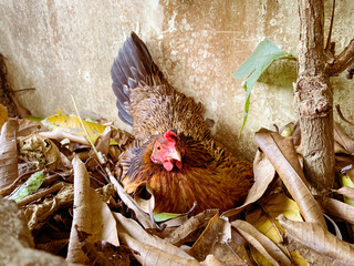 laying hen incubating in a soil of dried leaves.