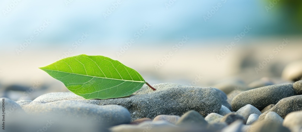 Aufkleber a high quality photo of a green leaf placed on a stone against a sandy beach background with copy sp