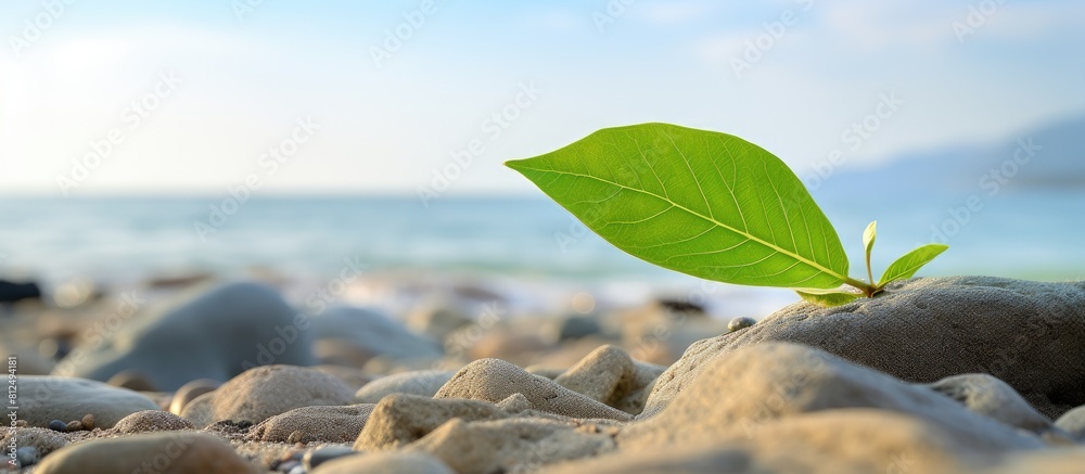 Aufkleber a high quality photo of a green leaf placed on a stone against a sandy beach background with copy sp