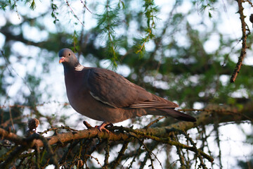 Pidgeon sitting on a tree.