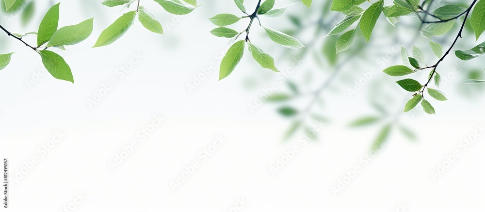 Poster copy space image of tree leaves blurred on a white background