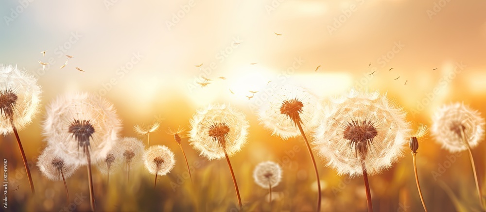 Poster Copy space image of boho style atmospheric floral background featuring a close up view of white air dandelions illuminated by the rays of the setting sun creating a stunning display