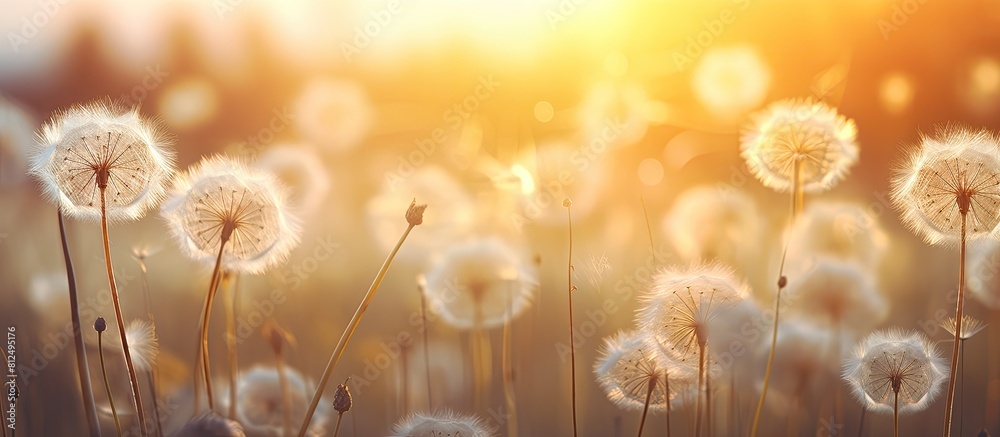 Poster Copy space image of boho style atmospheric floral background featuring a close up view of white air dandelions illuminated by the rays of the setting sun creating a stunning display