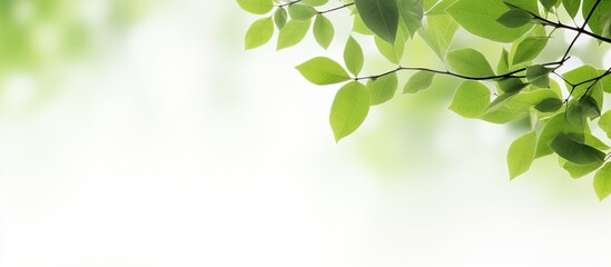 Copy space image of tree leaves blurred on a white background