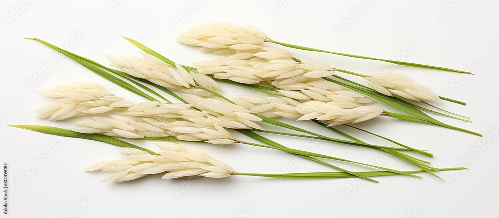 Poster a copy space image featuring a collection of paddy jasmine rice ears set against a white background