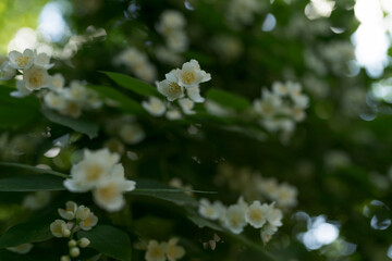 blooming jasmine flowers closeup on a summer day after the rain