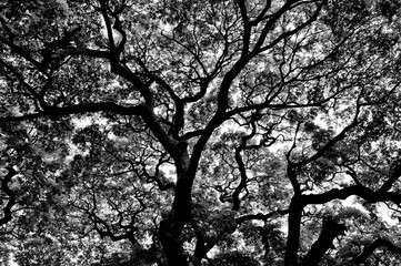 Tree silhouette, Veermata Jijabai Bhosale Udyan, Byculla Zoo, Mumbai, Maharashtra, India, Asia