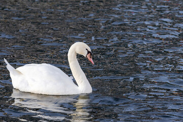 A swan is swimming in the water