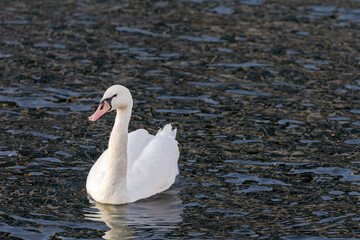 A swan is swimming in the water