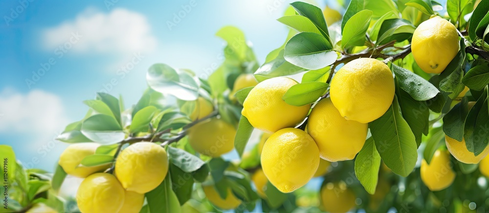 Poster Copy space image of a lemon tree s horizontal branches filled with ripe lemons on a sunny day