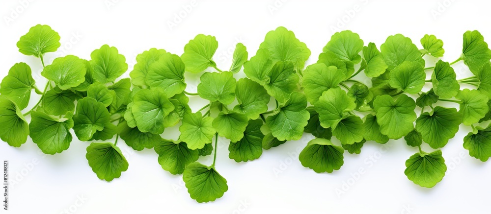 Aufkleber the image showcases centella asiatica leaves on a white background with a border providing ample cop