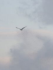 波間を縫い、空を飛ぶカモメ