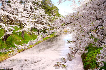 Pink Sakura or Cherry Blossom Tunnel and Moat of Hirosaki Castle in Aomori, Japan - 日本 青森 弘前城 外濠 桜のトンネル