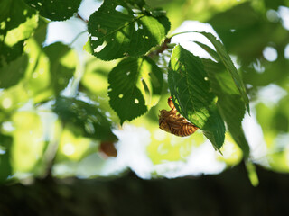 夏の日差しと蝉の抜け殻