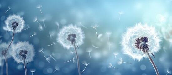 Obraz premium Abstract blue background with copy space image showcasing dandelion seeds resembling parachutes