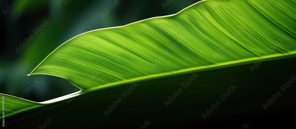 Poster The image shows the silhouette of a banana leaf positioned in a close up shot with copy space
