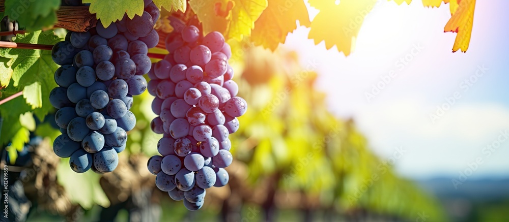 Poster image of wine grapes hanging on a cordon in a vineyard ready for harvest with copy space